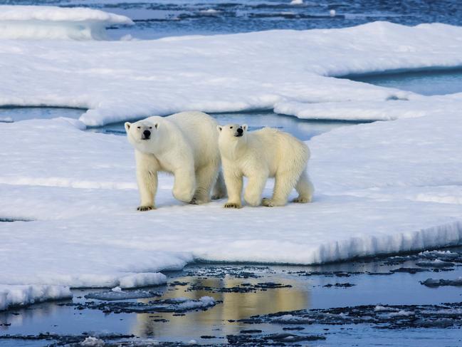 ESCAPE: BEST FOR 2016  ..  CLASSIC V NEW    ..  The Arctic - Two polar bears on a small ice floe surrounded by water and ice. Mother and two years old cub.  Picture: Getty