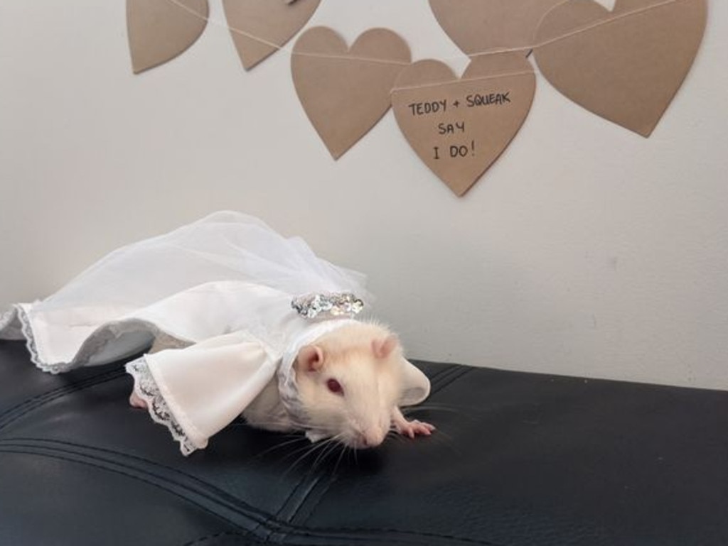 Rescue rats get married in Brisbane PHOTOS The Courier Mail