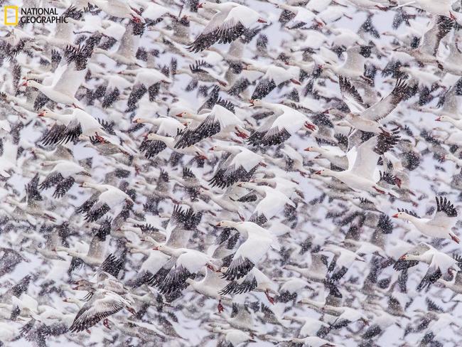 Rush Hour ... Thousands of snow geese take flight during a snowy morning fly out at Bosque del Apache, New Mexico It is loud and sounds like a passing train! Picture: Eileen Johnson/2016 National Geographic Nature Photographer of the Year