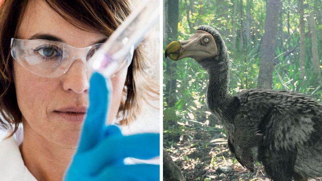 Bioscientists are working on the possibility of bringing back a genetically modified version of the long extinct – yet kinda cool – flightless bird, the dodo.