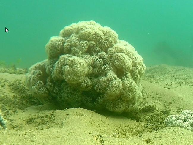 Soft coral in Brisbane Water snapped by the remote underwater vehicle.