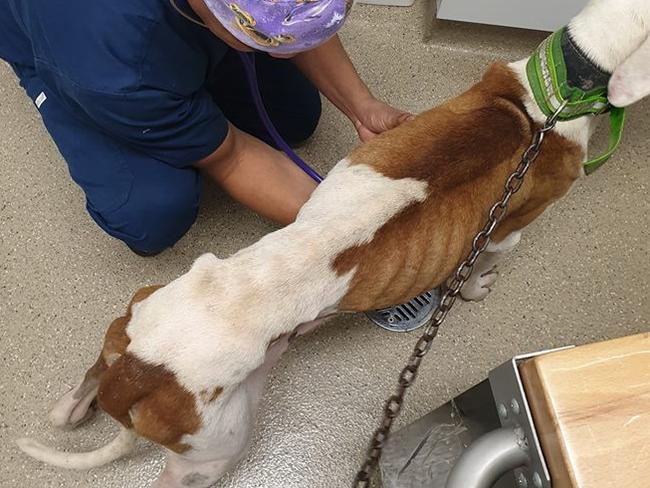 Chinchilla dog, Duke, receives care at a vet after being surrendered to volunteers with Gold Coast rescue group Kitt Kat Care. Picture: Kitt Kat Care/Facebook.