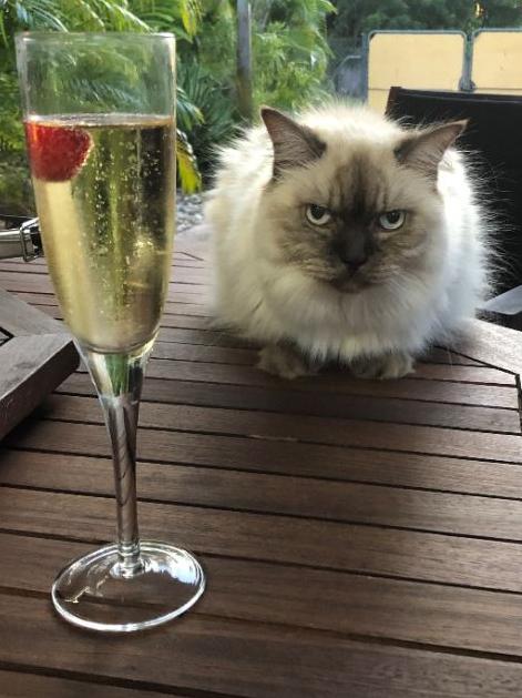 Allycat (Ally) is a 13-year-old Layanese. She is a sassy cat that definitely ‘owns’ her owners. The Vandenberg family adore her. Picture: Cherie
