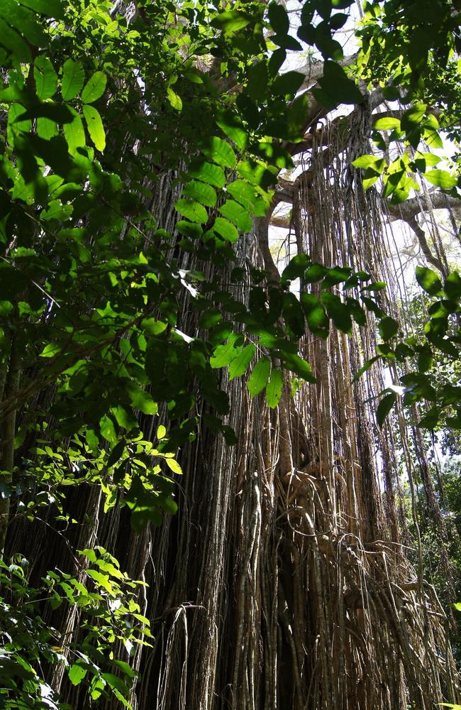 A Cathedral Fig Tree in Mabi Forest in the Atherton Tablelands, Far North Queensland. Picture: Supplied