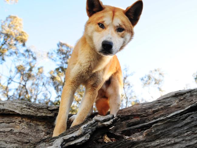 Dingo Discovery Sanctuary and Research Centre. Lyn Watson with dingo pups at her home, the Sanctuary, in Toolern Vale.