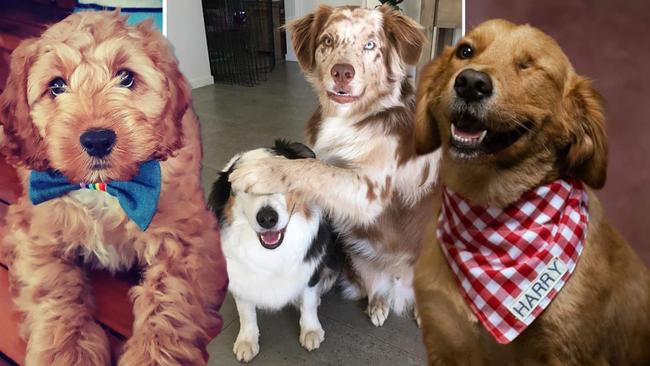 Queensland's 50 cutest dogs revealed.