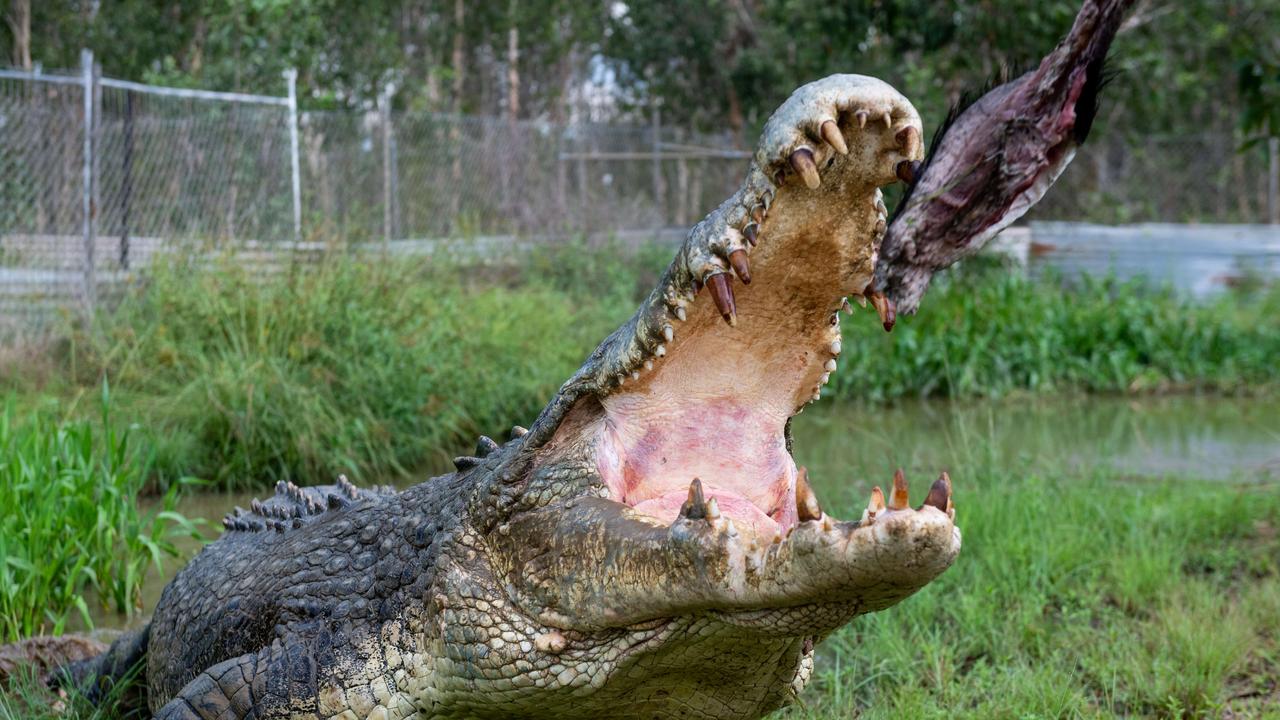 In Matt Wright's Top End Safari Camp a croc enjoys its dinner. Picture: Che Chorley