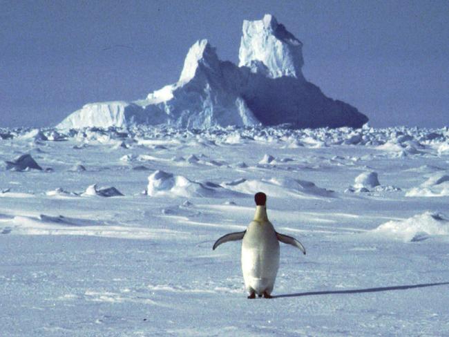 FILE - In this undated file photo, a lonely penguin appears in Antarctica during the southern hemisphere's summer season. The temperature in northern Antarctica hit nearly 65 degrees (18.3 degrees Celsius), a likely heat record on the continent best known for snow, ice, and penguins. The reading was taken Thursday, Feb. 5, 2020 at an Argentine research base and still needs to be verified by the World Meteorological Organization. (AP Photo/Rodrigo Jana, File)