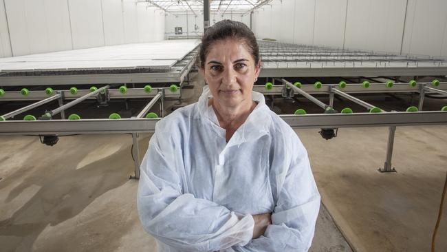 SA farms affected by a highly-contagious tomato virus. SA Tomatoes owner Oriana. They were a propagator of tomatoes that were believed to have had the virus, she destroyed nearly $1m of plants. 21st  November 2024 Picture: Brett Hartwig