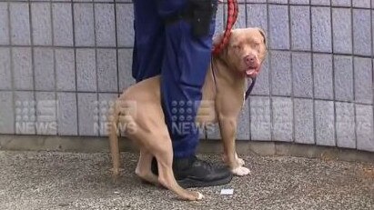 One of the dogs seized by Sutherland Shire Council. Picture: Nine News