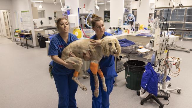 Once bitten: Madeline Short and Ellise Mortenson carry Havoc to her next round of treatment. Picture: Mark Cranitch