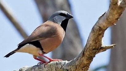 Mining conference organiser Phil Dickinson says the Adani project will save the black-throated finch.