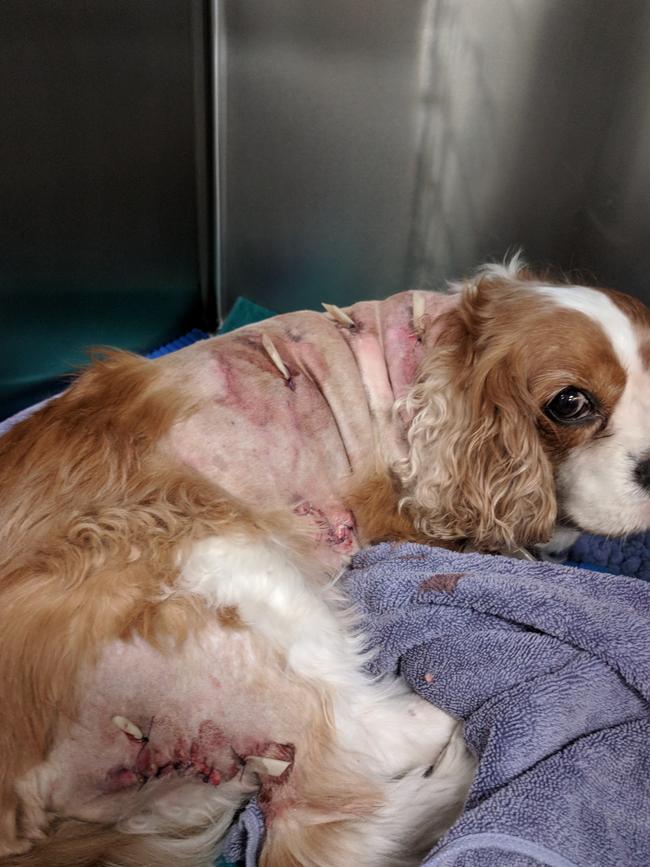 Obie was fighting for his life after attacked by Cassidy's dangerous dogs in Caulfield North on April 3, 2018. Supplied.