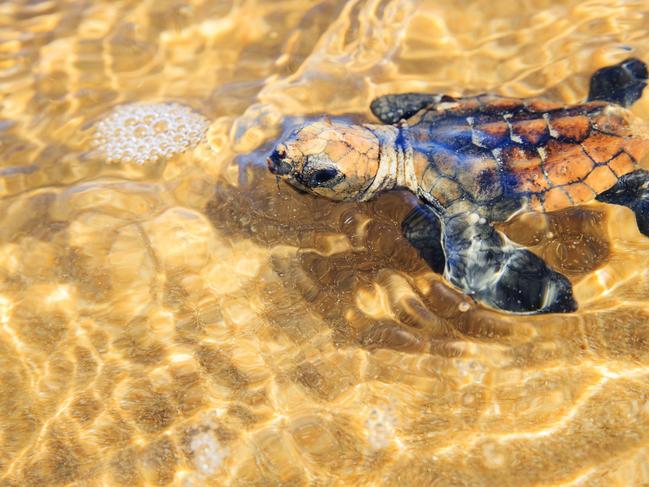A Turtle Hatchling makes a break for the ocean after climbing free from their nest in the dunes on Mon Repos near Bundaberg. Photo Lachie Millard