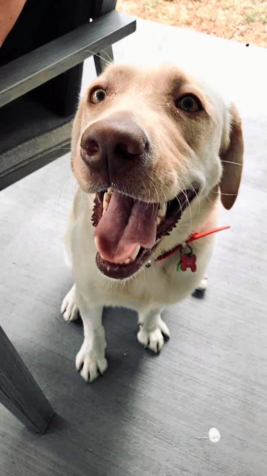 Top 72 cutest Gympie dog photos | The Courier Mail