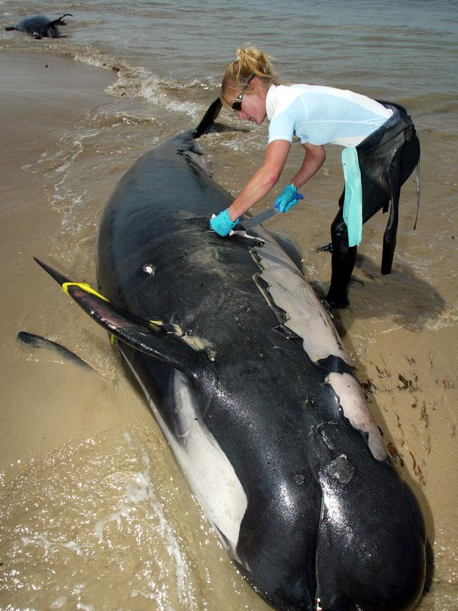 Jody Adamczewski from the Nature Conservation branch of DPIWE takes samples from a long-finned pilot whale after a whale and dolphin stranding on King Island's Sea Elephant Bay in 2004.