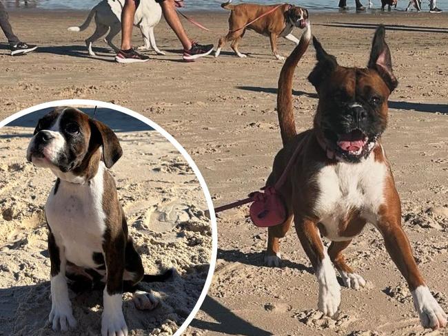 The fifth annual Boxer March has been held at Brighton Beach.