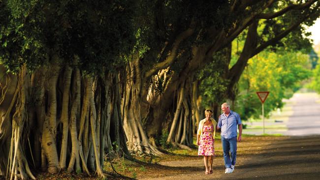 Grafton's Fig Tree avenue - one of the many places to be recognised in Top Tourism Town nomination for Grafton and Maclean