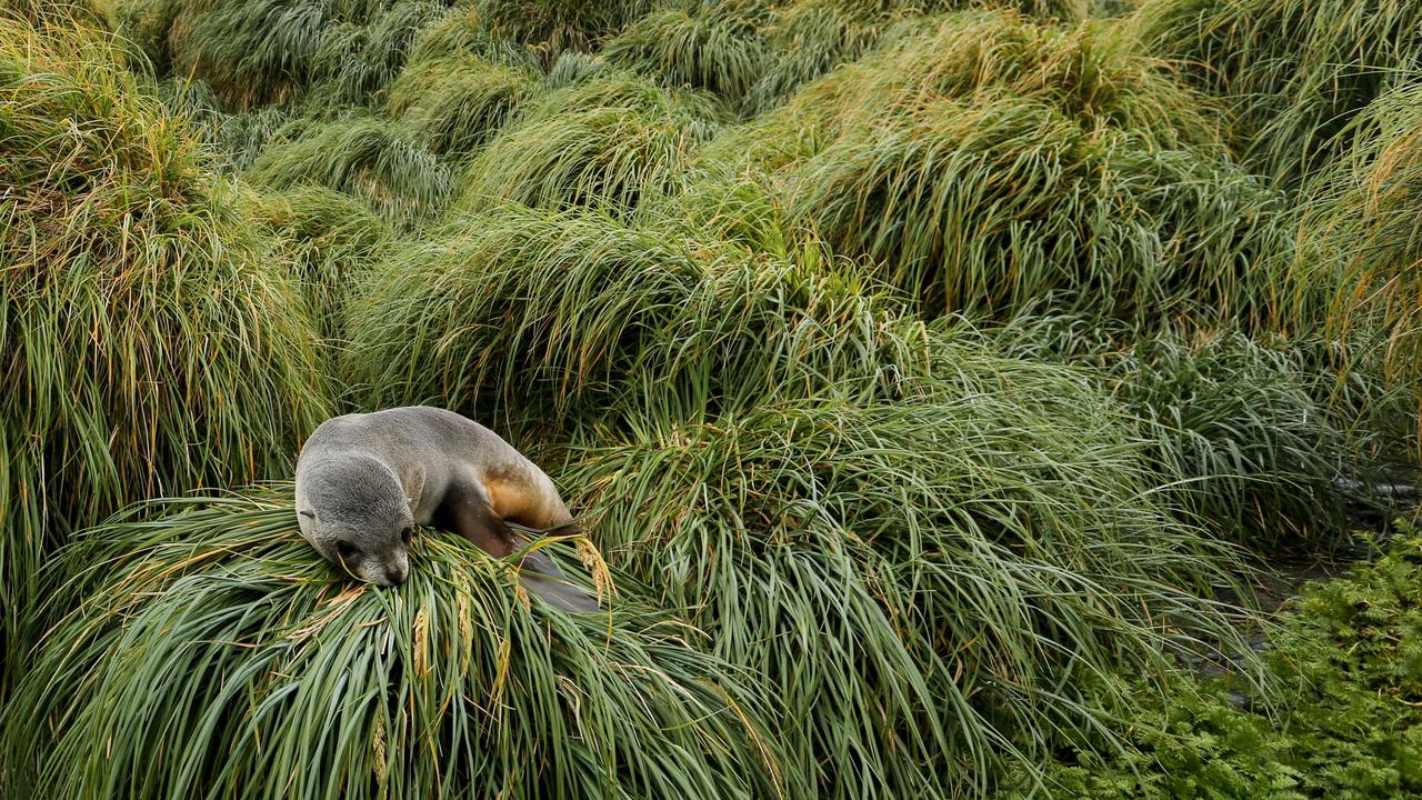 A fur seal pup lays on tussock grass at Garden Bay. The giant grasses and unique mega-herbs have reclaimed vast swathes of land left by the now vanquished rabbits. Picture: Ryan Osland