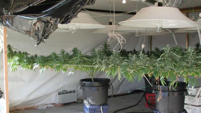 ACT Police use this picture as an example of how two cannabis plants can be used to cultivate commercial quantities of the drug using overhead wiring.