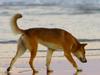 Fraser Island dingo attack: Man injured on head, leg | news.com.au ...