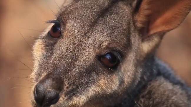 Bushfire affected wildlife