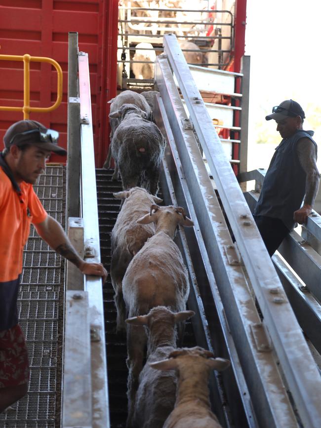 Sheep being loaded to trucks in Mardella. Picture: Philip Gostelow