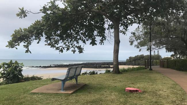 A prominent Bargara she-oak has come to the end of its life. A pink stump sits where it once was.