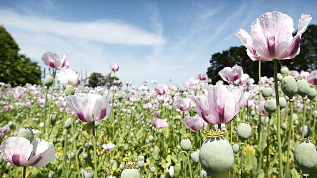 TWAM-20150307 EMBARGO FOR TWAM 7 March 2015 NO REUSE WITHOUT PERMISSION Poppies in a farm at Cressy for Tasmanian Country. Pic : News