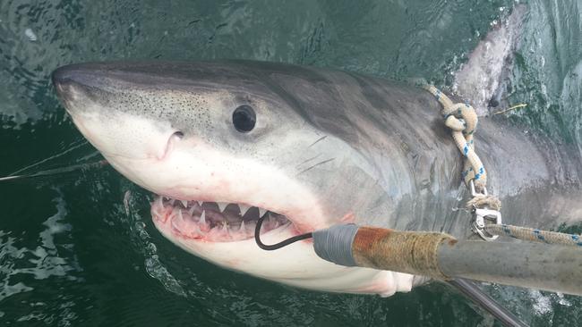 A 2.4m male white shark that was caught on a smart drumline at Evans Head on 8th May 2017