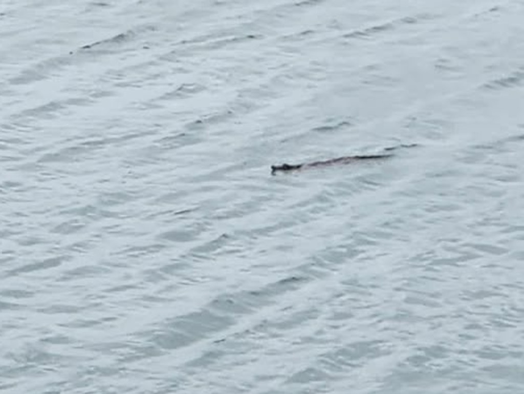 Croc Spotted Swimming Near Mackay Harbour, Another Seen In Pioneer 