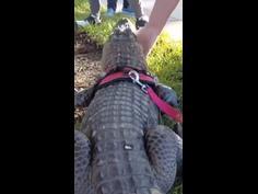 "Emotional support alligator" denied entry to baseball match