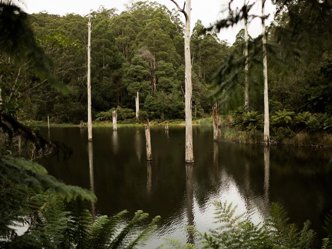 Lake Elizabeth in the Otways, where you can meet some elusive wildlife. Bec Kilpatrick Photography