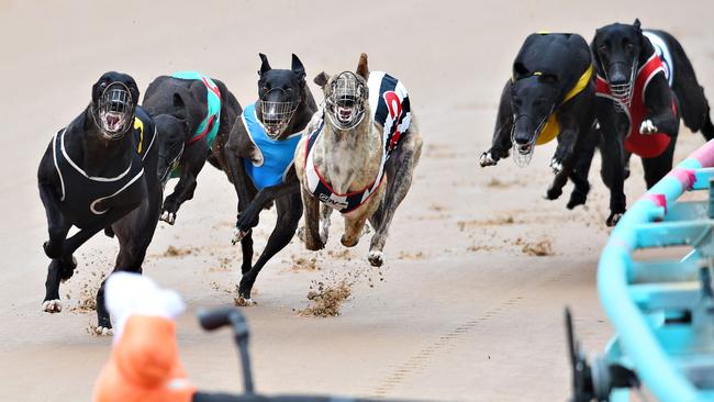 The Greyhound racing industry has been under scrutiny since 2015 revelations of illegal to improve the dog's performance. Photo by Vince Caligiuri/Getty Images.