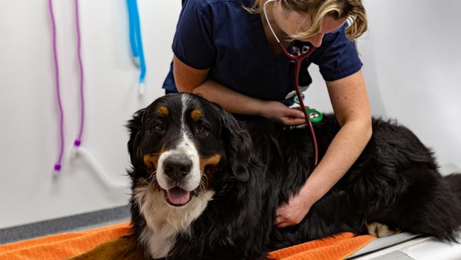 The Dandenong veterinary hospital offers 24-hour care. Picture: Supplied