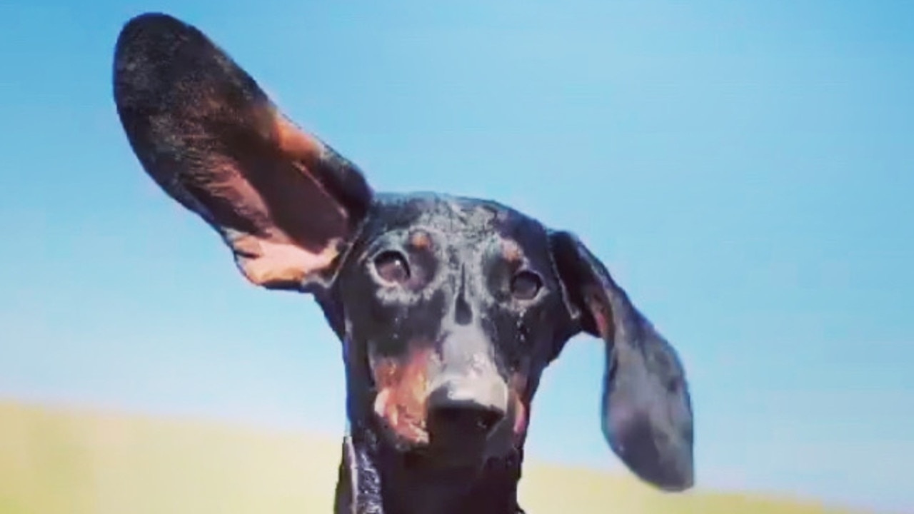 The Advertiser 2023 Cutest Dog: The Advertiser 2023 Cutest Dog: Moet from Bridgewater