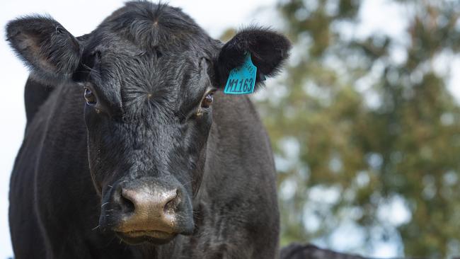 Young cattle prices have continued to break records. Picture: Zoe Phillips