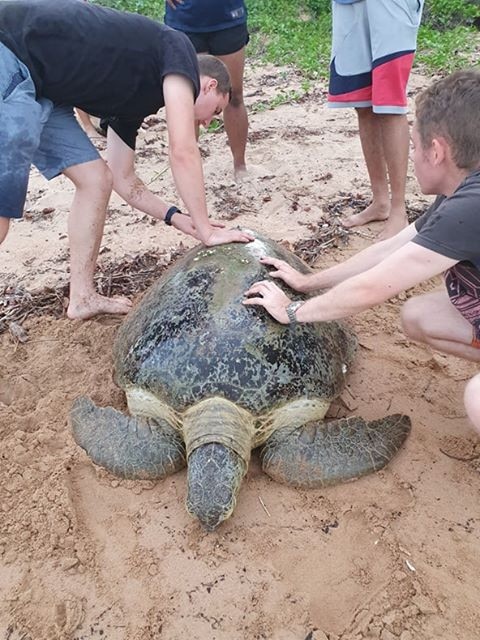 The injured turtle along The Strand.