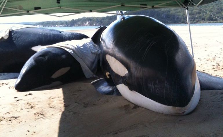 Five killer whales became stranded at Sheridan Flats near Fraser Island in the Great Sandy Strait on Wednesday. Picture: NPRSR