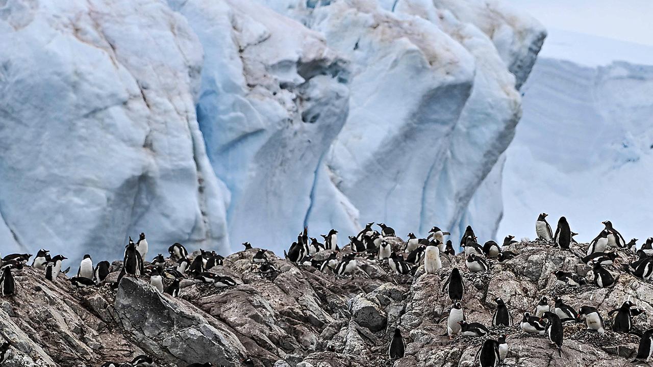 Gentoos rarely travel between the Falklands, off Argentina’s coast, and the Antarctic Peninsula, which lies some 1300 km to the south. Picture: Juan Barreto/AFP