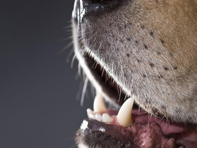 Dog nose and mouth, close-up