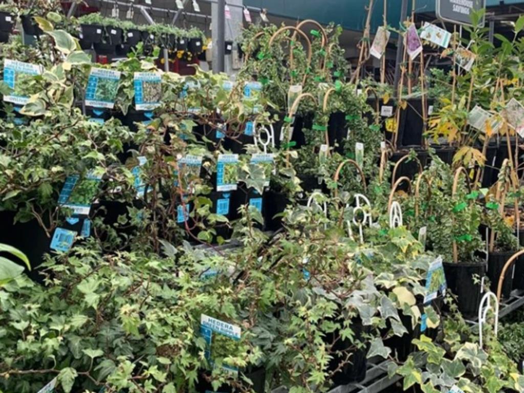 The plant can be purchased from nurseries and stores like Bunnings.