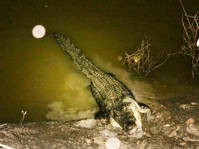 Fat Guts eating a chicken at night. Picture: Mark Norman.