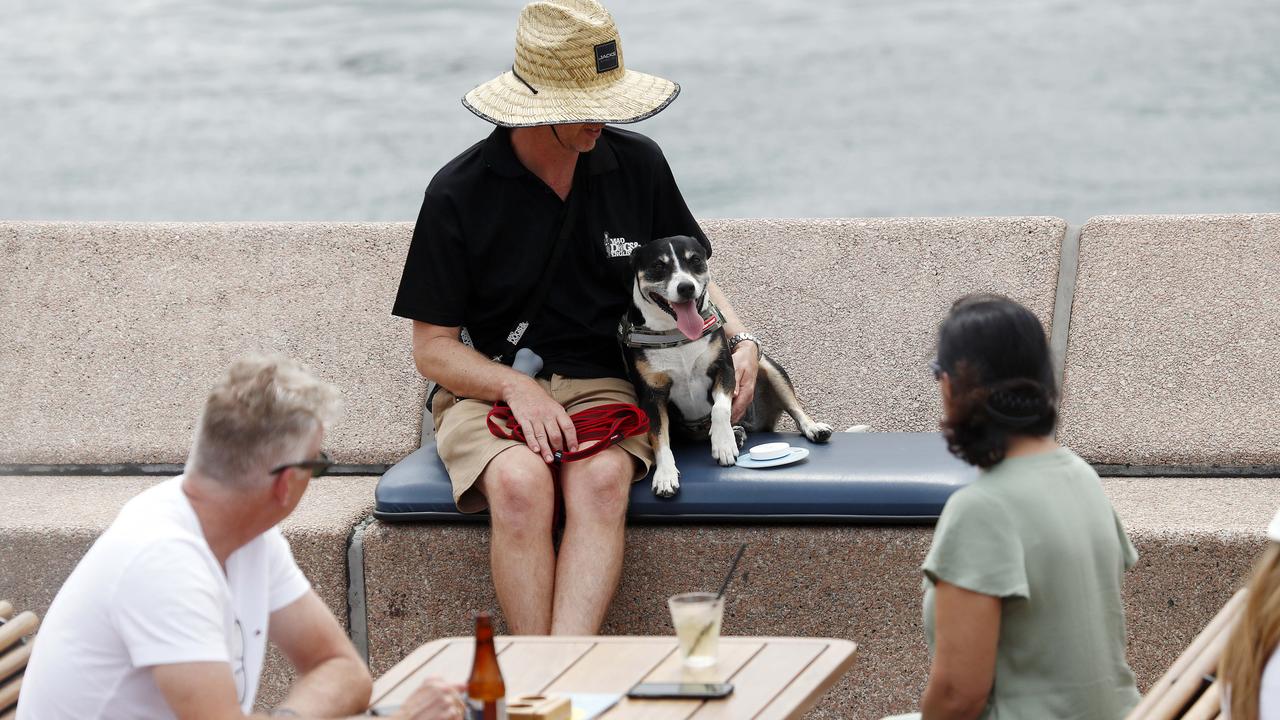 A dog and its handler keep watch during pooch patrol at the Opera House precinct while diners enjoy a drink without being annoyed by seagulls. Picture: Sam Ruttyn