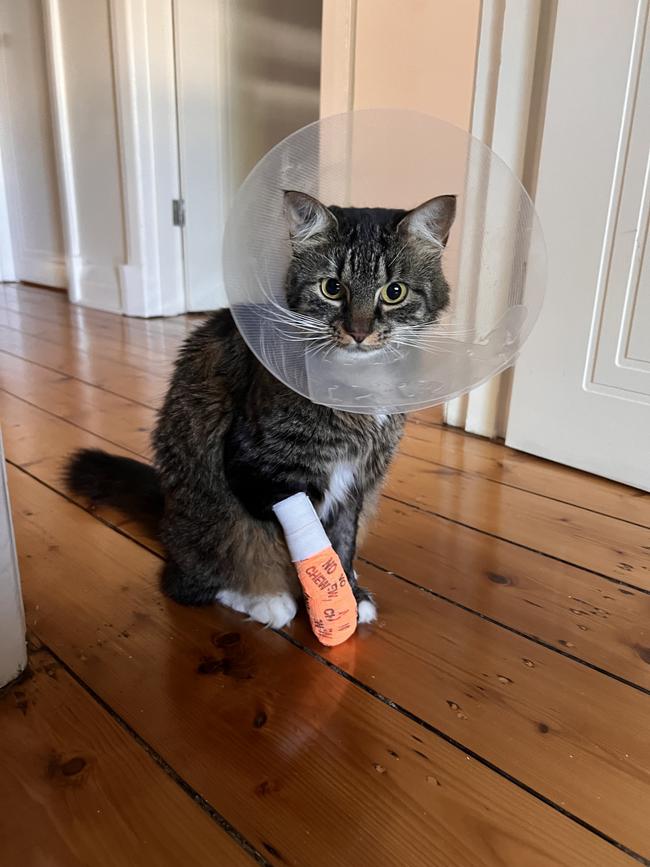 Lunar the four-year-old cat, who survived being left in a steel jaw trap for two hours. Picture: RSPCA