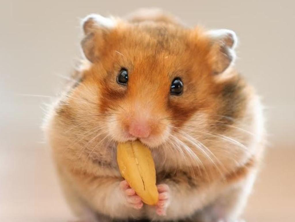Hong Kong will kill thousands of hamsters over Covid fears. Picture: iStock