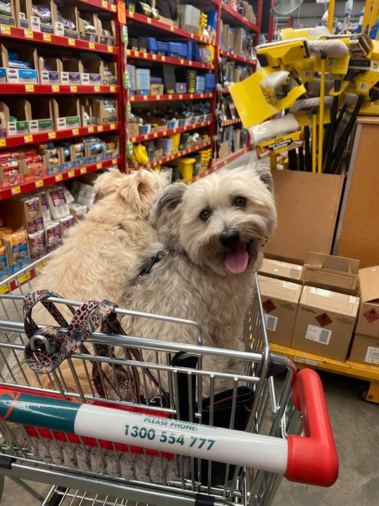 Cute pics The dogs of Bunnings The Courier Mail