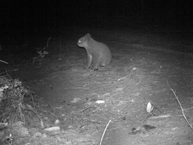 Koalas are moving around because it’s mating season.