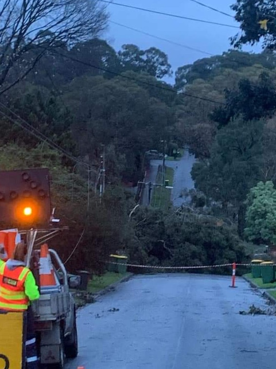 A downed tree in Montmorency. Picture: Twitter/@nastygirllenny