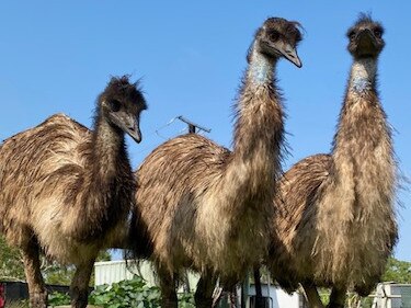 Berry Springs Tavern's emus have laid eggs for the first time, but the young male emu was not ready to lay on them to incubate them. The eggs were given away to local businesses for animal enrichment. Picture: Daniel Woodall